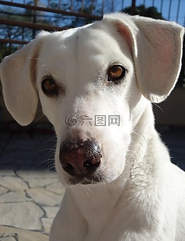 狗,動(dòng)物,家畜