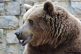 馬熊,動(dòng)物園,熊