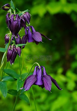 鴿的,開(kāi)花,常見(jiàn)akelei