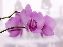 花卉,蘭花,明亮