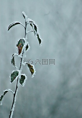 冷,寒冷的天氣,自然