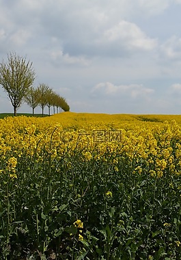 油菜,開花,農(nóng)業(yè)
