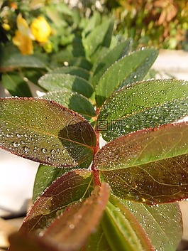 露水,花,上午