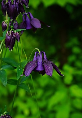 鴿的,開(kāi)花,常見(jiàn)akelei