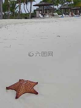 海星,海滩,沙