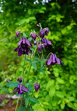 鴿的,開(kāi)花,常見(jiàn)akelei