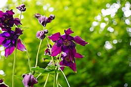 鴿的,開(kāi)花,常見(jiàn)akelei