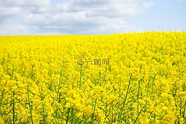 油菜,油菜籽場,blütenmeer