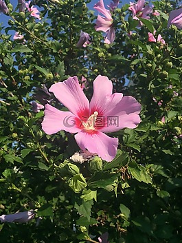 花,特寫,開花