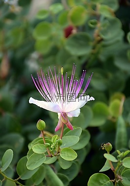 花,紫色,自然