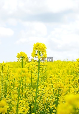 油菜,油菜籽場(chǎng),blütenmeer