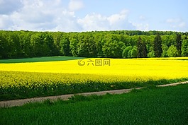 油菜籽場,性質,景觀