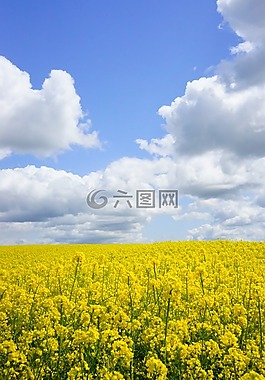 油菜籽場(chǎng),天空,云