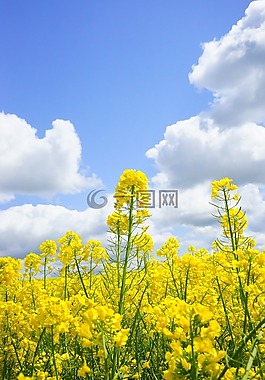 油菜籽場(chǎng),天空,云