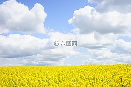 油菜籽場(chǎng),天空,云