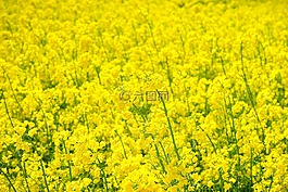 油菜籽場(chǎng),油菜,blütenmeer
