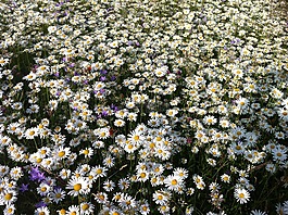 雏菊,草地,夏季