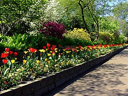 郁金香,郁金香床,北區公園