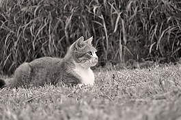 貓咪,動物,動物醫(yī)院