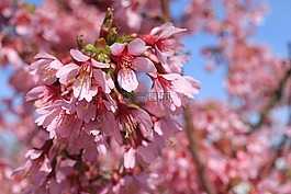 杏仁花,樹,鮮花