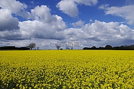 英格蘭,油菜,黃色
