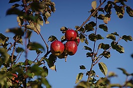 蘋果,蘋果樹,水果