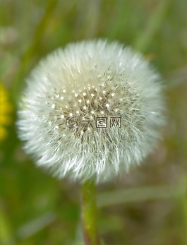 蒲公英,春天,廠