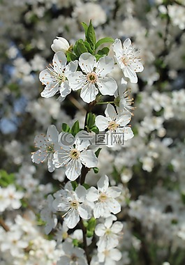 梅花,鮮花,白