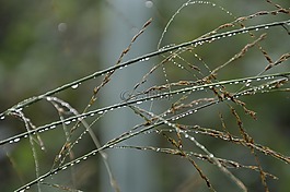 雨滴,葉片草,滴
