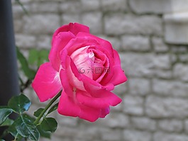 性質(zhì),花,羅莎