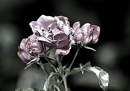 開花,花,紫