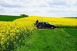 油菜籽場,攝影師,汽車