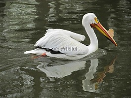 鵜,鳥,野生動物
