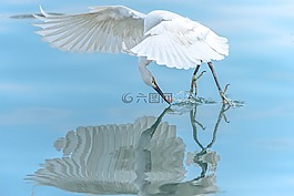 鷺,鳥,自然