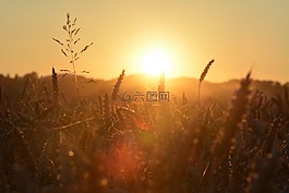 太阳,字段,景观
