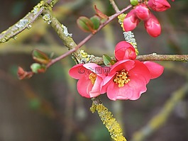 開花的樹,春天,芽