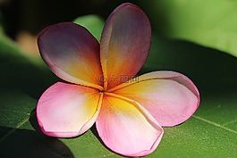 雞蛋花,花卉,黃色