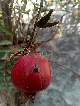 水果,葉,樹