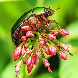 bug,昆蟲,花