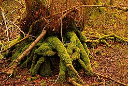 natureworld,性質(zhì),樹
