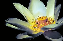 莲花,白,黄色