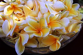 雞蛋花,花卉,黃色