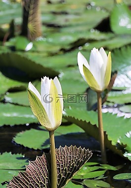 睡蓮,開(kāi)花,白花