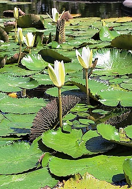 睡蓮,開(kāi)花,白花