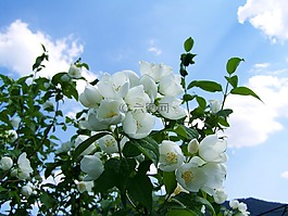茉莉花,白花,花園