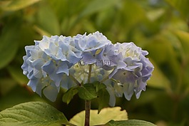 花,繡球花,藍色