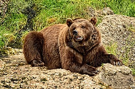 熊,馬熊,野生動物