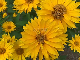 鮮花,黃色,花瓣