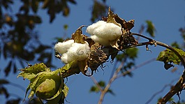棉花,布什,廠