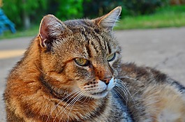 貓咪,動物醫(yī)院,動物